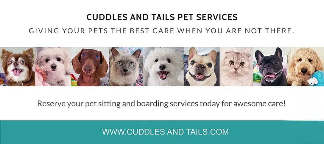Trusted 5 Best Cat Sitting Nyc Choices